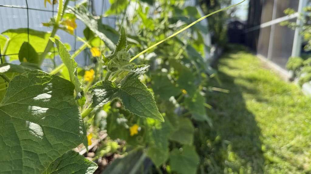 Cucumber plants on a trellis